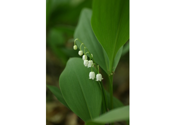 Gewöhnliches Maiglöckchen (Convallaria majalis L.) - © Emanuel Trummer